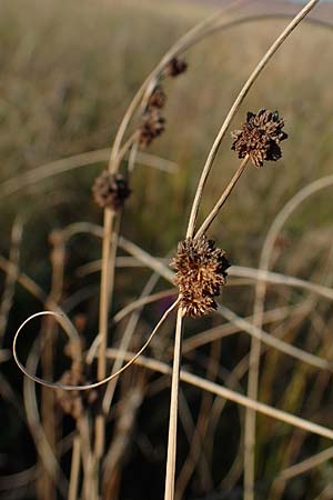 Scirpoides holoschoenus \ Kugelbinse / Round-Headed Club-Rush, A Seewinkel, Illmitz 23.9.2022