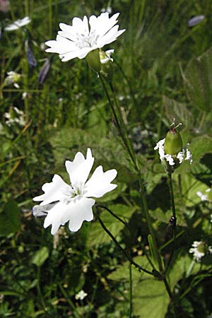 Silene quadrifida \ Alpen-Strahlensame, A Kärnten, Petzen 21.7.2007