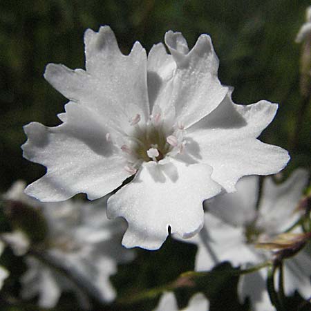 Silene quadrifida \ Alpen-Strahlensame, A Kärnten, Petzen 21.7.2007