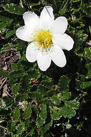 Dryas octopetala / Mountain Avens, A Carinthia, Petzen 21.7.2007