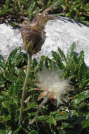 Dryas octopetala \ Silberwurz, A Kärnten, Petzen 21.7.2007