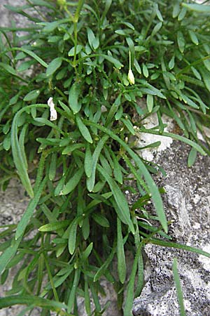 Silene pusilla / Alpine Catchfly, A Carinthia, Petzen 21.7.2007