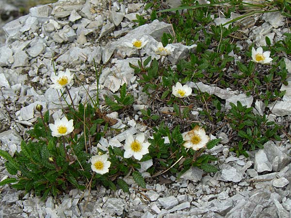 Dryas octopetala \ Silberwurz, A Kärnten, Trögerner Klamm 18.5.2016