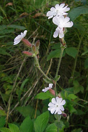 Silene dioica \ Rote Lichtnelke, A Malta - Tal 19.7.2010