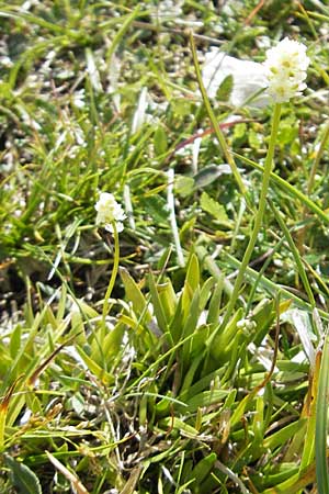 Tofieldia pusilla \ Kleine Simsenlilie / Scottish Asphodel, A Dachstein 20.7.2010