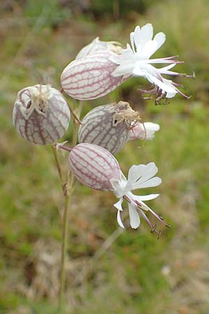 Silene vulgaris subsp. vulgaris \ Gewhnliches Leimkraut, Taubenkropf-Leimkraut / Bladder Campion, A Kärnten/Carinthia, Koralpe 9.8.2016