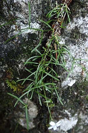 Silene pusilla \ Vierzhniger Strahlensame, Kleines Leimkraut / Alpine Catchfly, A Steiermark, Pernegg-Mixnitz 4.7.2019