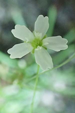 Silene pusilla \ Vierzhniger Strahlensame, Kleines Leimkraut, A Steiermark, Pernegg-Mixnitz 4.7.2019