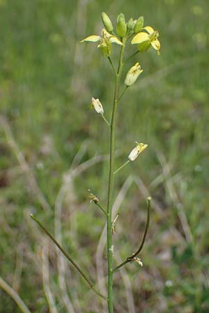 Sisymbrium orientale / Eastern Rocket, A Seewinkel, Podersdorf 9.5.2022