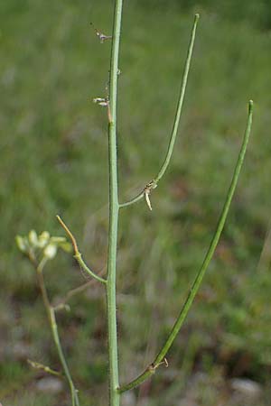 Sisymbrium orientale / Eastern Rocket, A Seewinkel, Podersdorf 9.5.2022