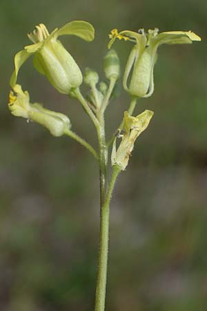 Sisymbrium orientale \ Orientalische Rauke, A Seewinkel, Podersdorf 9.5.2022