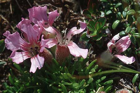 Saponaria pumila \ Niedriges Seifenkraut / Dwarf Soapwort, A Ost-Tirol Sillian 1.8.2004