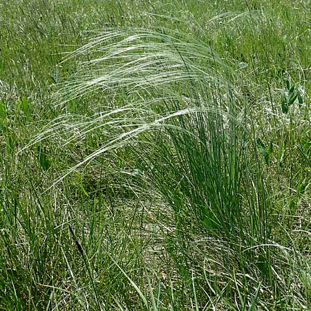 Stipa joannis / Grey-Sheathed Feather-Grass, A Seewinkel, Podersdorf 9.5.2022
