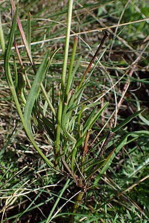 Scorzonera cana \ Jacquins Schwarzwurzel, Graue Schwarzwurzel / Jacquin's Viper's Grass, A Weiden am Neusiedler See 28.9.2022