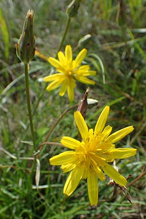 Scorzonera cana \ Jacquins Schwarzwurzel, Graue Schwarzwurzel, A Weiden am Neusiedler See 28.9.2022