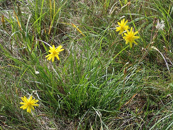 Scorzonera cana \ Jacquins Schwarzwurzel, Graue Schwarzwurzel / Jacquin's Viper's Grass, A Weiden am Neusiedler See 28.9.2022