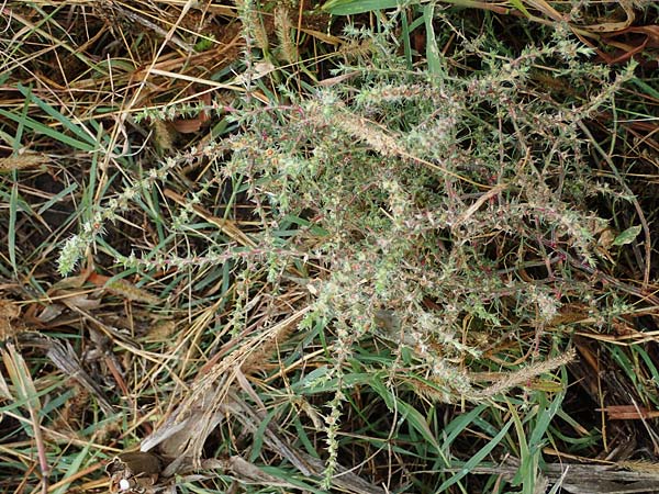 Salsola kali subsp. kali / Prickly Glasswort, A Seewinkel, Podersdorf 27.9.2022