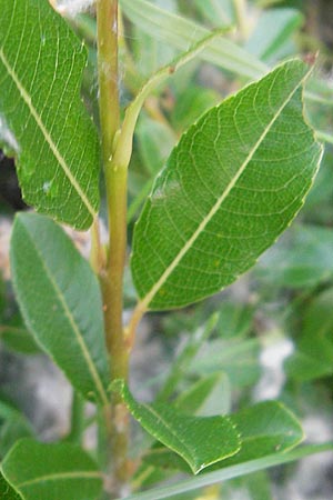 Salix waldsteiniana \ Waldsteins Weide, Bumchen-Weide / Waldstein's Willow, A Hahntennjoch 16.7.2010