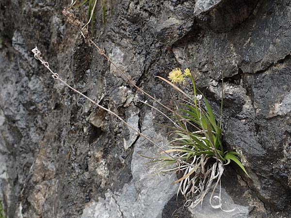 Tofieldia calyculata \ Gewöhnliche Simsenlilie / Mountain Scottish Asphodel, A Kärnten/Carinthia, Trögerner Klamm 18.5.2016