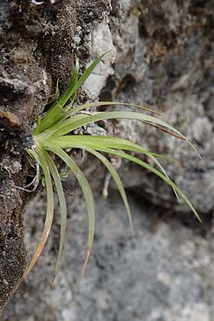 Tofieldia calyculata \ Gewhnliche Simsenlilie / Mountain Scottish Asphodel, A Kärnten/Carinthia, Trögerner Klamm 18.5.2016