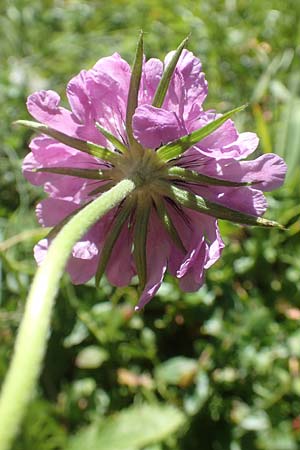 Scabiosa lucida subsp. lucida \ Glnzende Skabiose / Shining Scabious, A Kärnten/Carinthia, Petzen 8.8.2016