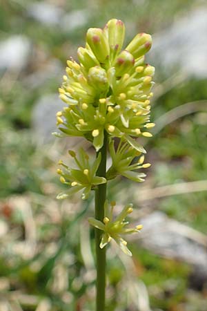 Tofieldia calyculata \ Gewöhnliche Simsenlilie / Mountain Scottish Asphodel, A Dachstein, Auretskar 7.7.2020