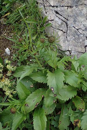 Scabiosa lucida subsp. lucida \ Glnzende Skabiose, A Eisenerzer Reichenstein 28.7.2021