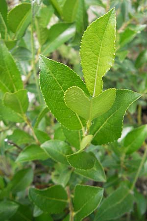 Salix myrsinifolia / Dark-Leaved Willow, A Malta - Valley 19.7.2010