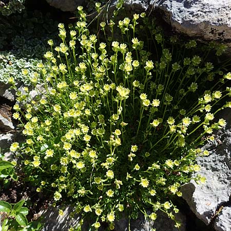 Saxifraga moschata \ Moschus-Steinbrech / Musky Saxifrage, A Traweng 8.7.2020