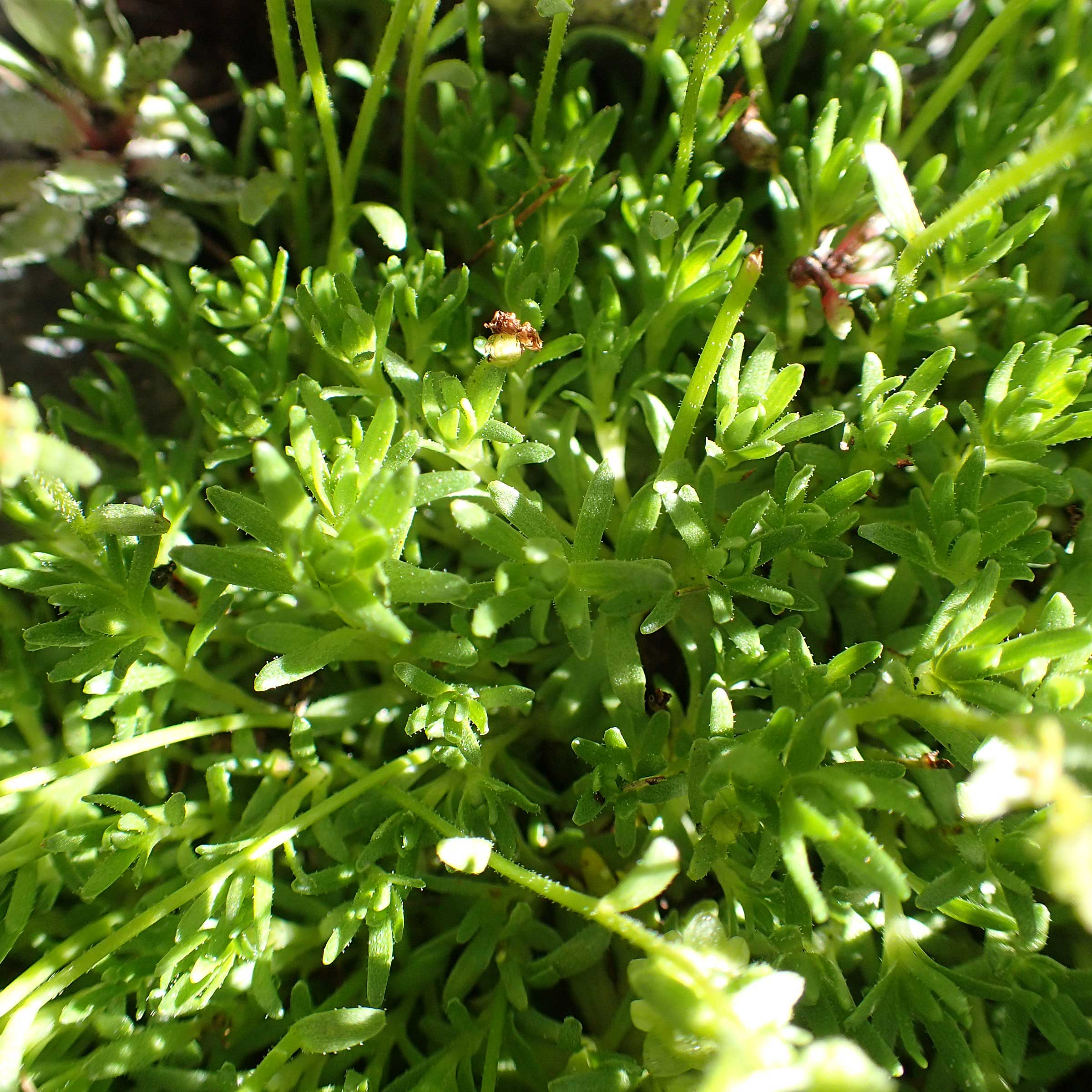 Saxifraga moschata \ Moschus-Steinbrech / Musky Saxifrage, A Traweng 8.7.2020