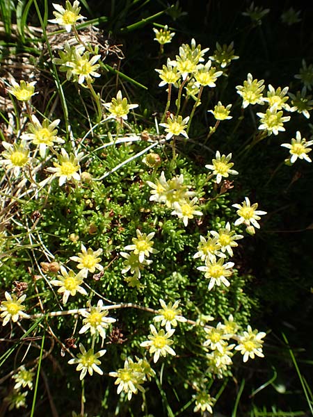 Saxifraga moschata \ Moschus-Steinbrech / Musky Saxifrage, A Traweng 8.7.2020