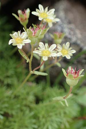 Saxifraga moschata \ Moschus-Steinbrech / Musky Saxifrage, A Niedere Tauern, Sölk-Pass 26.7.2021