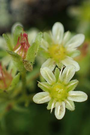 Saxifraga moschata \ Moschus-Steinbrech / Musky Saxifrage, A Niedere Tauern, Sölk-Pass 26.7.2021