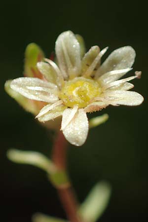 Saxifraga moschata \ Moschus-Steinbrech / Musky Saxifrage, A Niedere Tauern, Sölk-Pass 26.7.2021