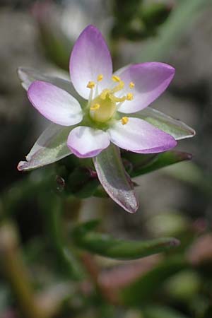 Spergularia rubra / Sea Spurrey, A Seewinkel, Apetlon 8.5.2022