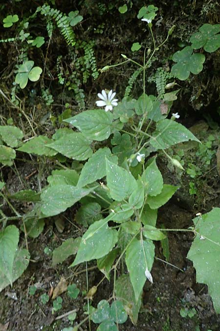 Stellaria montana \ Stachelsamige Wald-Sternmiere / Wood Stitchwort, A Deutschlandsberger Klause 30.6.2022