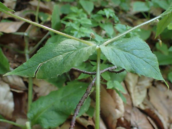 Stellaria montana \ Stachelsamige Wald-Sternmiere / Wood Stitchwort, A Deutschlandsberger Klause 30.6.2022