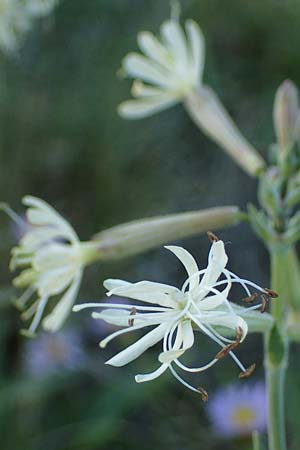 Silene multiflora \ Vielbltige Lichtnelke / Many-Flowered Catchfly, A Seewinkel, Podersdorf 20.9.2012