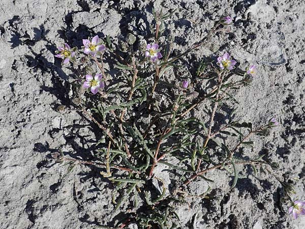 Spergularia media \ Flgelsamige Schuppenmiere / Greater Sea Spurrey, A Seewinkel, Apetlon 23.9.2022