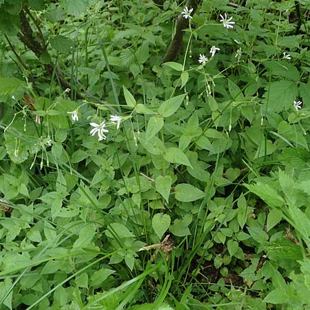 Stellaria montana \ Stachelsamige Wald-Sternmiere / Wood Stitchwort, A Kärnten/Carinthia, Koralpe 4.7.2023