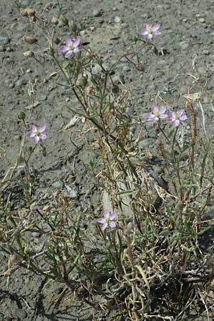 Spergularia media \ Flgelsamige Schuppenmiere / Greater Sea Spurrey, A Seewinkel, Apetlon 12.7.2023