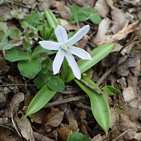 Scilla mischtschenkoana \ Persischer Blaustern, Kaukasische Sternhyazinthe / Early Scilla, White Squill, A Wien-Oberlaa 6.3.2024