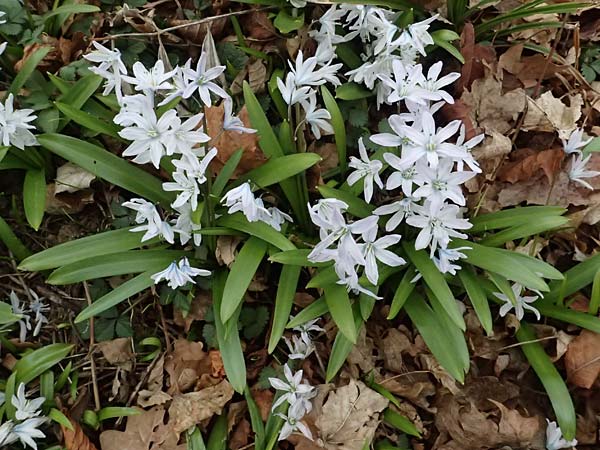 Scilla mischtschenkoana \ Persischer Blaustern, Kaukasische Sternhyazinthe / Early Scilla, White Squill, A Wien-Oberlaa 6.3.2024