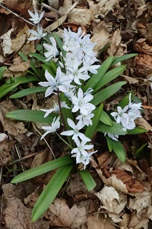 Scilla mischtschenkoana \ Persischer Blaustern, Kaukasische Sternhyazinthe / Early Scilla, White Squill, A Wien-Oberlaa 6.3.2024