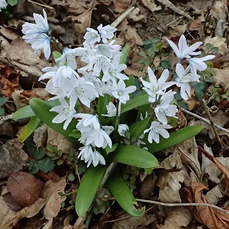 Scilla mischtschenkoana \ Persischer Blaustern, Kaukasische Sternhyazinthe, A Wien-Oberlaa 6.3.2024