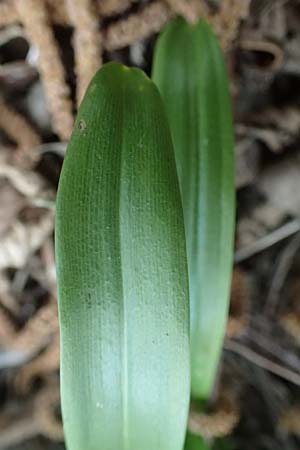 Scilla mischtschenkoana \ Persischer Blaustern, Kaukasische Sternhyazinthe / Early Scilla, White Squill, A Wien-Oberlaa 6.3.2024