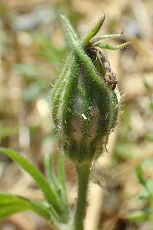 Silene noctiflora \ Nacht-Leimkraut, Acker-Lichtnelke, A Weikersdorf am Steinfeld 2.7.2020