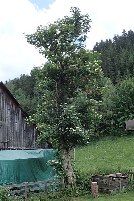 Sambucus nigra \ Schwarzer Holunder / Elder, A Pölstal-Oberzeiring 30.6.2021