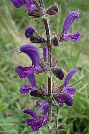 Salvia nemorosa \ Hain-Salbei, Steppen-Salbei / Balkan Clary, A Perchtoldsdorf 7.5.2022