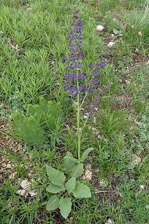 Salvia nemorosa \ Hain-Salbei, Steppen-Salbei / Balkan Clary, A Perchtoldsdorf 7.5.2022
